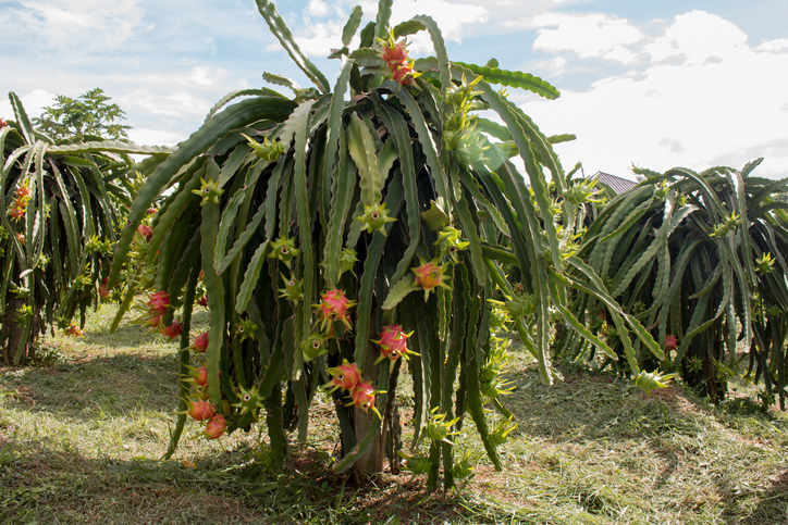 sadje kaktusa pitahaya